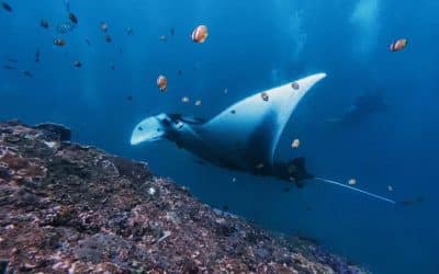 Diving In Tamarindo