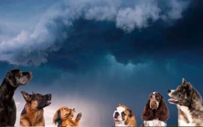 Pet Care in Rainy Season – Let’s Prepare