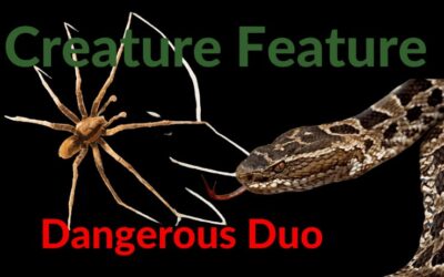 Dangerous Duo : Fer-de-Lance and Brazilian Wandering Spider