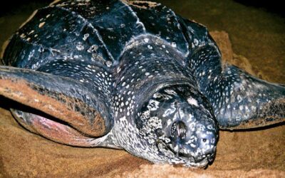 Leatherbacks : A Close to Home Concern