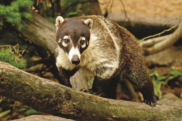 costa-rica-environment-coati-species-coati copy