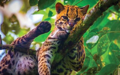 The Tigrillo (oncilla) of Costa Rica: A Secretive Wild Cat You’ll Rarely See
