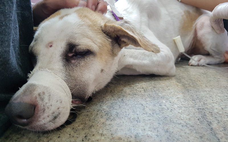 Cancer-in-Pets-Chemotherapy-for-dogs Cancer-in-Pets-Chemotherapy-for-dogs
