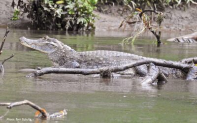 Ecotourist Road Trip: Sarapiquí Rafting, Rainforest Adventures and Wildlife
