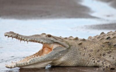 American Crocodile