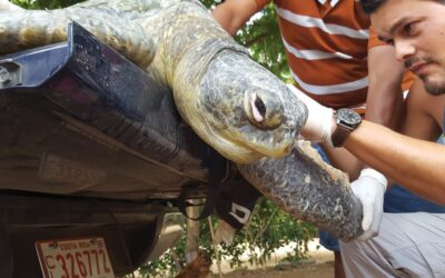 Wildlife Rescue: Turtle in Trouble