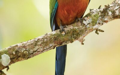 Motmots of Costa Rica