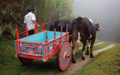 Wheels to the World – Ox cart of bygone era a cultural treasure today