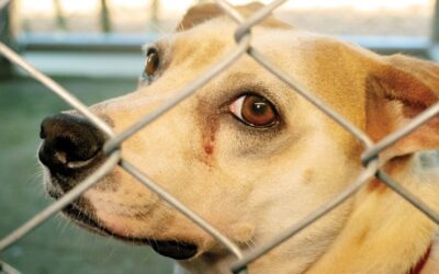 A Rescue Quest in Costa Rica