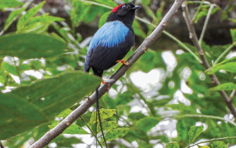 exotic-blue-red-birds-costa-rica-diria-national-park bird watching in costa rica