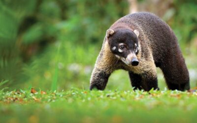 Wild Side of Costa Rica