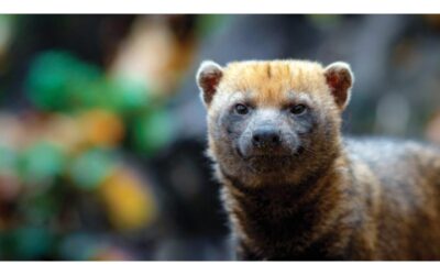 Costa Rica’s Newest and Rarest Animal