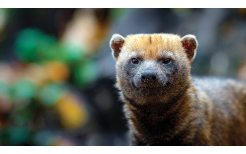 costa-rica-bush-dog costa rican bush dog