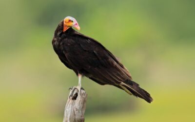 Costa Rican Vultures: Hey … Somebody Has to Take Out the Garbage!