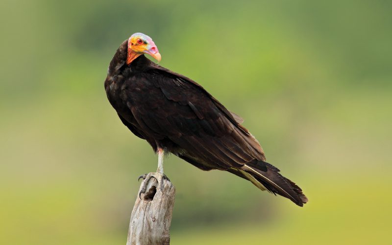 lesser-yellow-headed-vulture yellow headed vultures costa rica