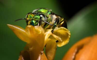 Eco-Friendly Flora Protect Our Fauna- “Bee” Kind to Vital Insects