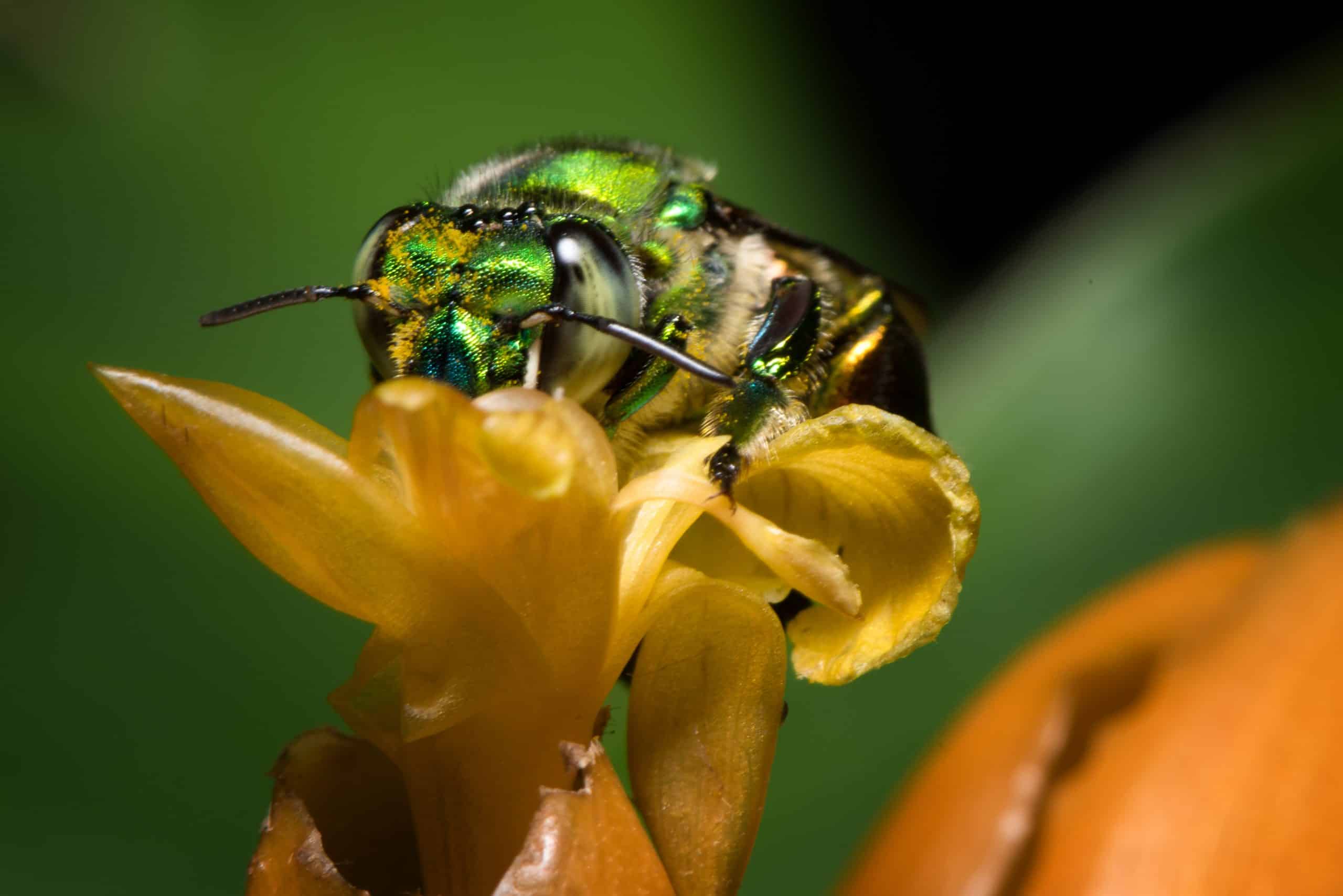 Colorful,Orchid,Bee,Or,Exaerete,On,A,Yellow,Tropical,Flower.