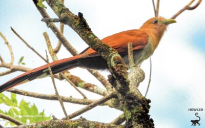 Cuckoo, Cuckoo! Not a Rare Sound in Costa Rica