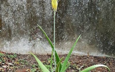 Medicinal Plants of Costa Rica: A Guide to Home-Grown Healing