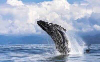 Ten Species Inhabit Costa Rican Waters