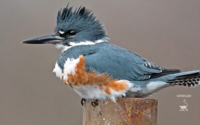 Kingfishers: The Halcyon Love Birds