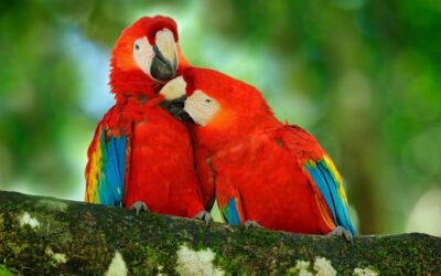 Macaws Making a Costa Rican Comeback