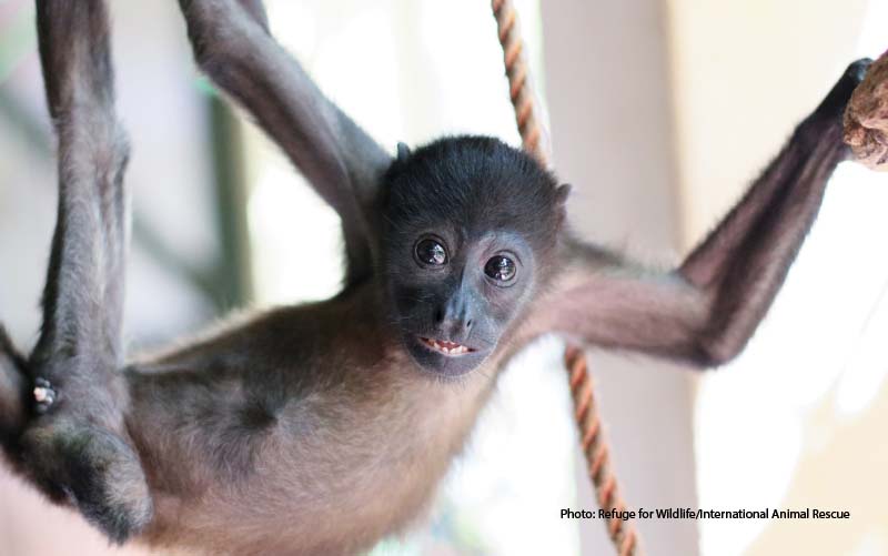 monkey-rescue-in-costa-rica