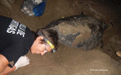 Turning Sea Turtle Poachers into Protectors
