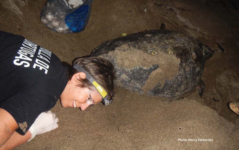 retriving-sea-turtle-eggs