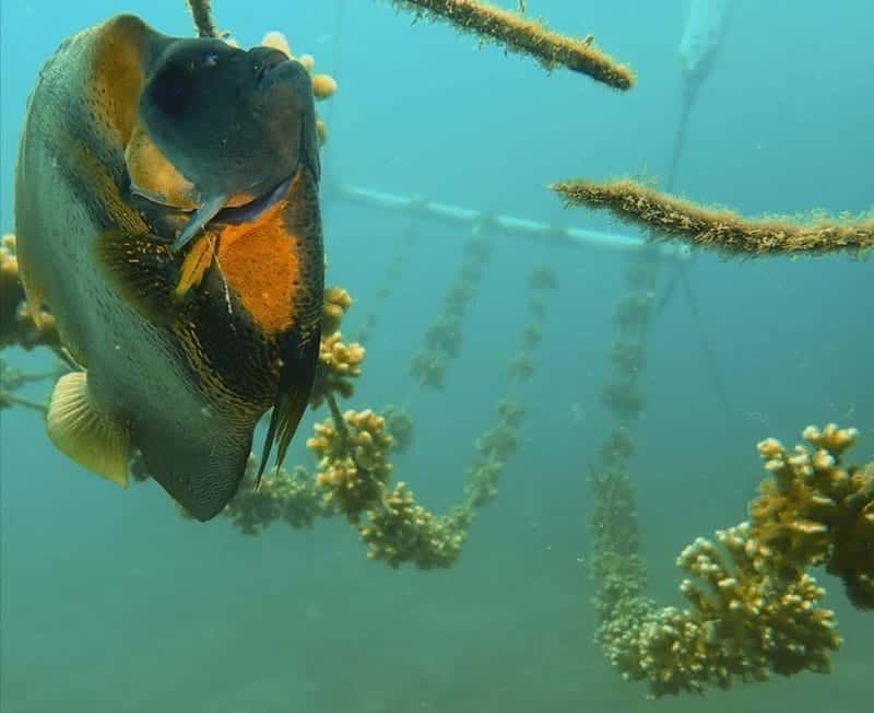 cortes_with_corals_1