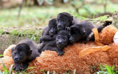 Adopt Mango Troop!