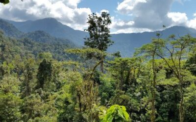 Reforesting Costa Rica