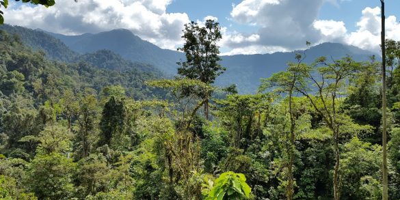 Forestal-585×293