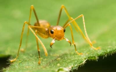 Ants need a new PR