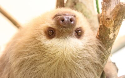 Rescate Wildlife Rescue Center
