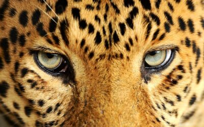 Jaguar King of the Cats