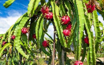 Pitahaya in Costa Rica: The Night-Blooming Cactus That Grows Dinner and Decor in One Plant