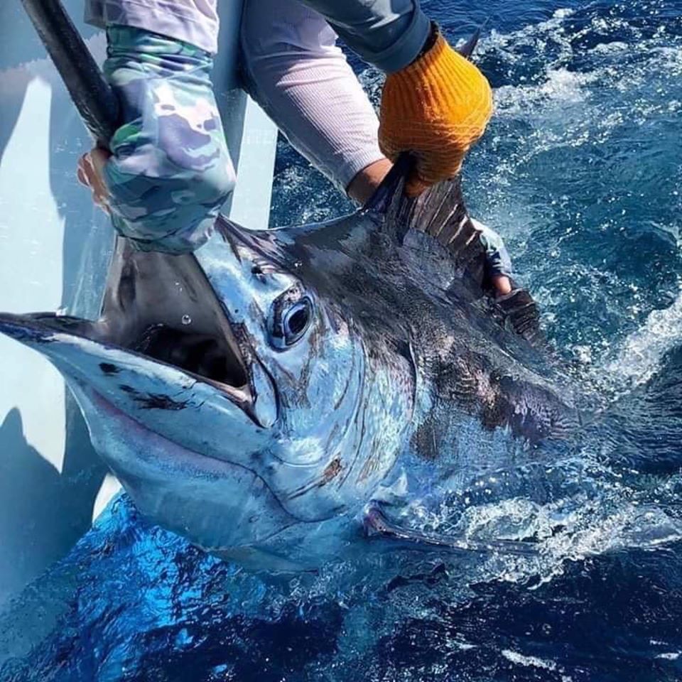 bigfish