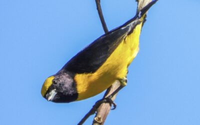 When a Finch is Not a Finch