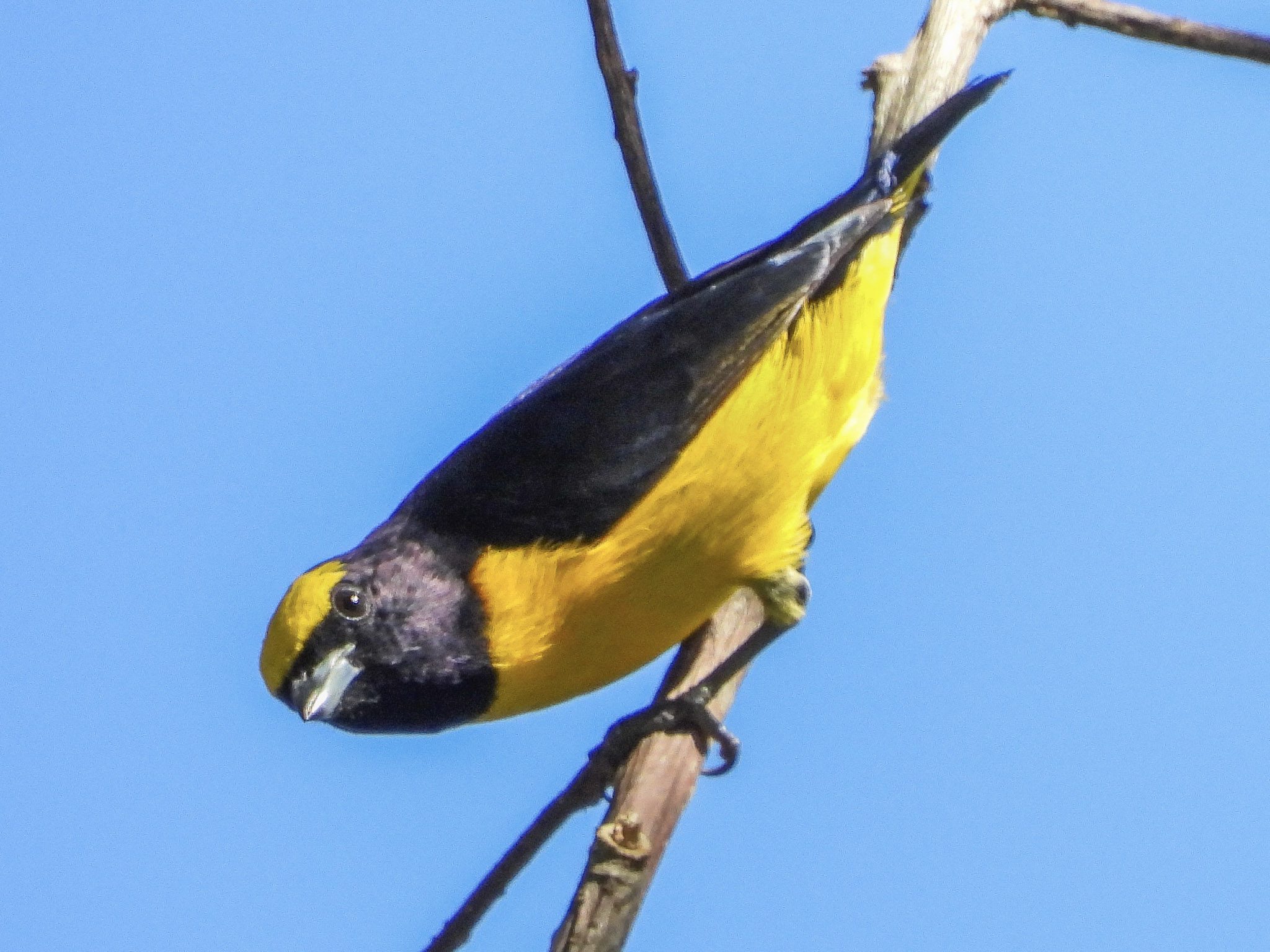 Scrub Euphonia 5-DSCN1293