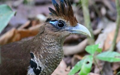 Meet Costa Rica’s Latest Bird Celebrity