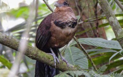 Rufous-Vented Ground-Cuckoo