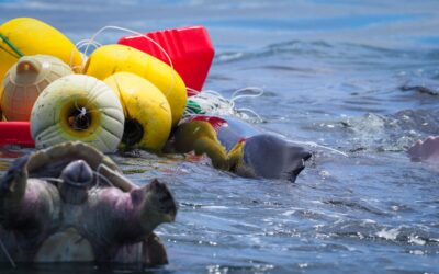 Entangled in Costa Rica a Whale Rescue Documentary