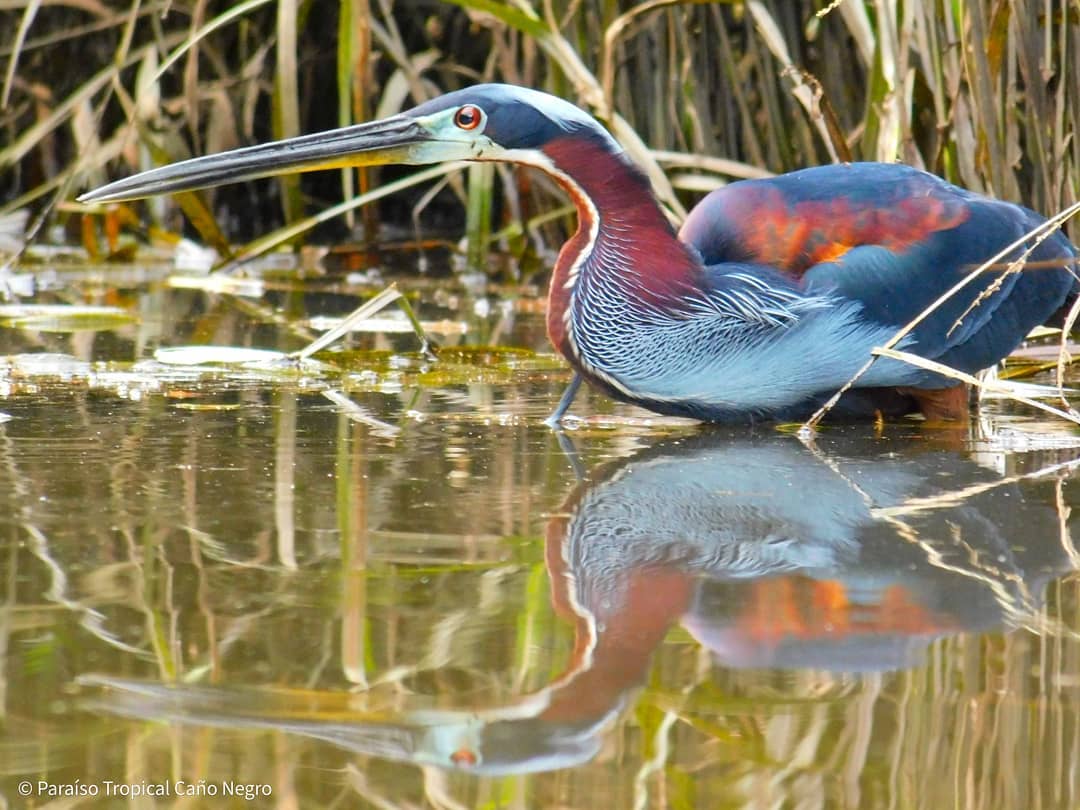 AgamiHeron