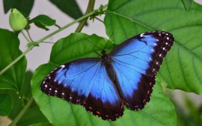 On the Wings of Butterflies