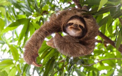 The Sweet and Slow Sloth