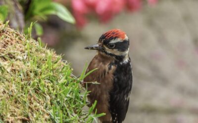 Expat Birds of Costa Rica