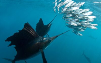 Operation Sailfish