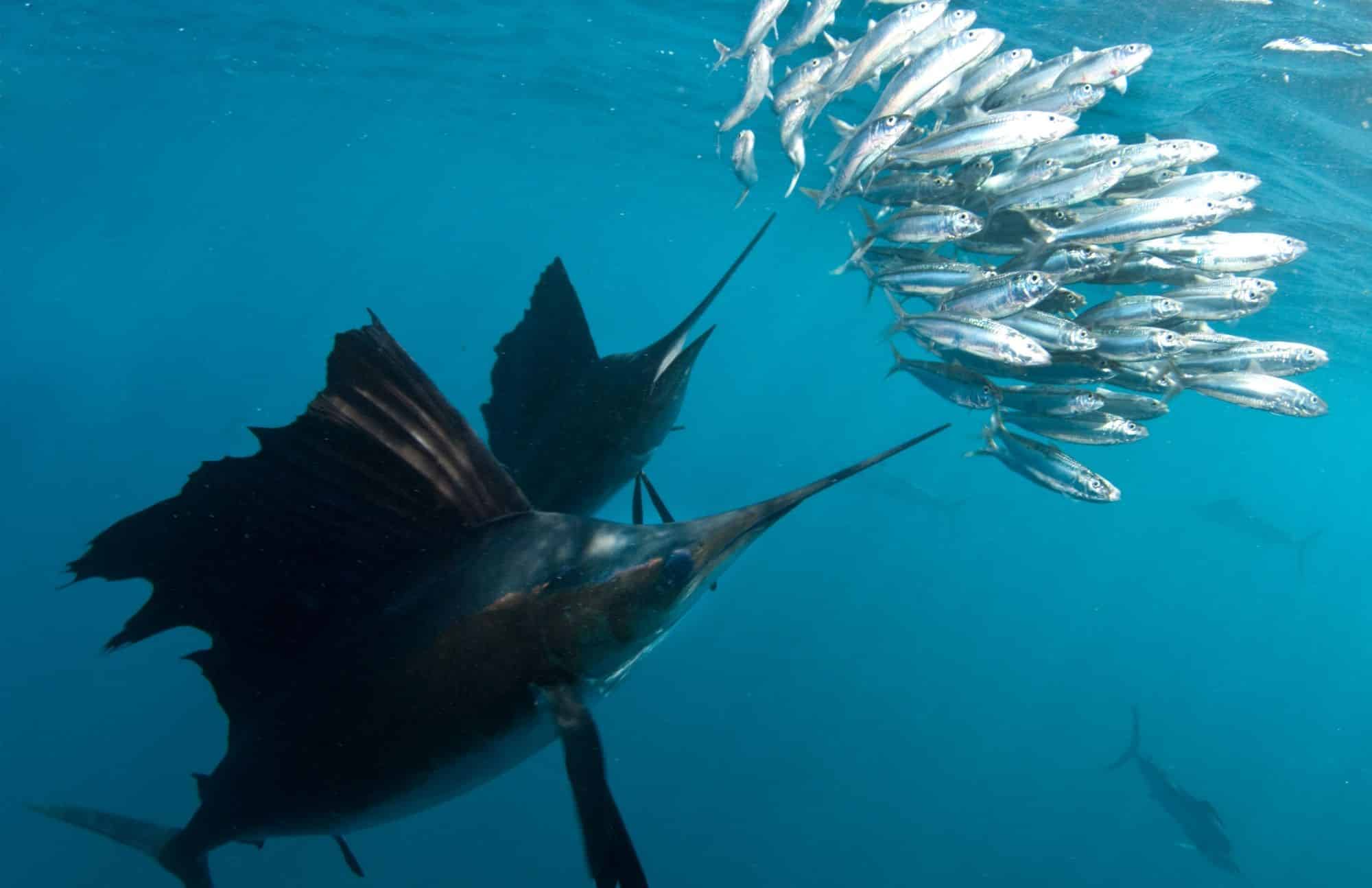 sailfish png