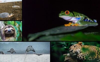 Wildlife of Costa Rica